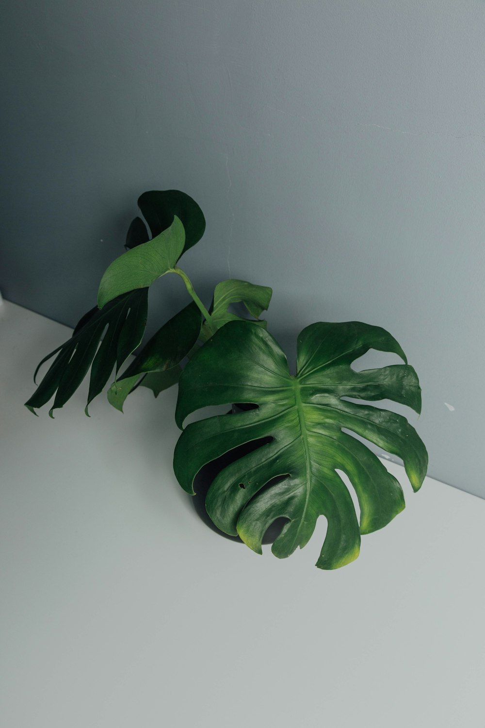 green leaves on white table