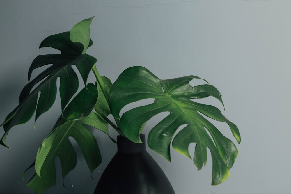 green plant on black vase