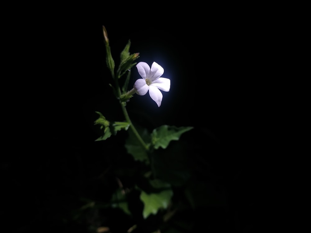 purple flower in black background