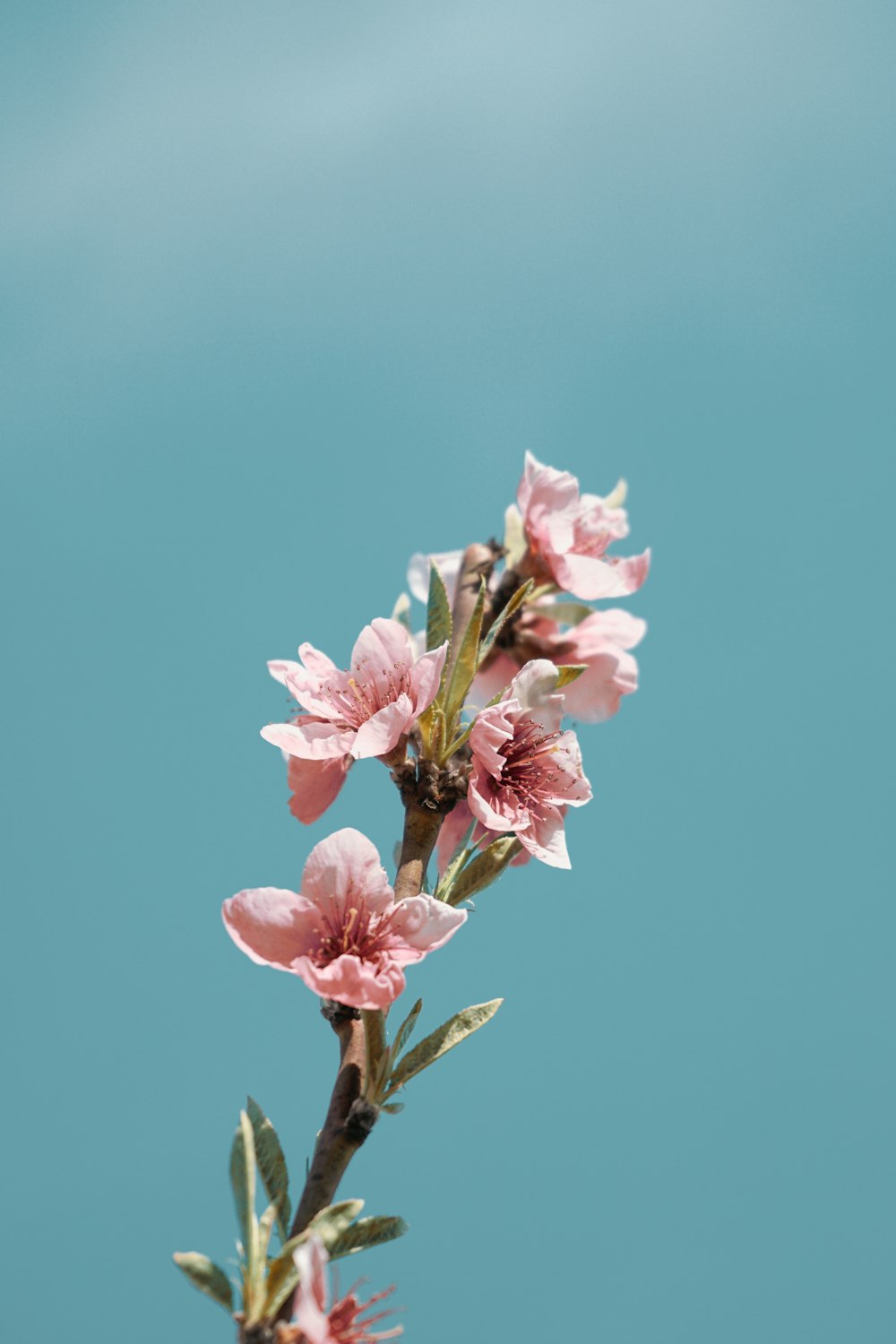 pink cherry blossom in close up photography