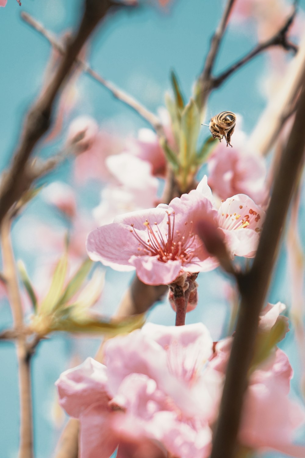 pink cherry blossom in close up photography