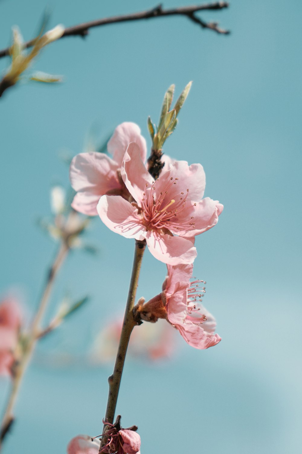 pink cherry blossom in close up photography