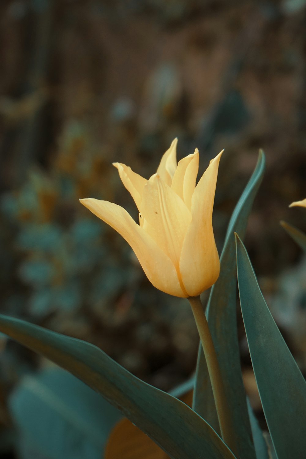 yellow flower in tilt shift lens