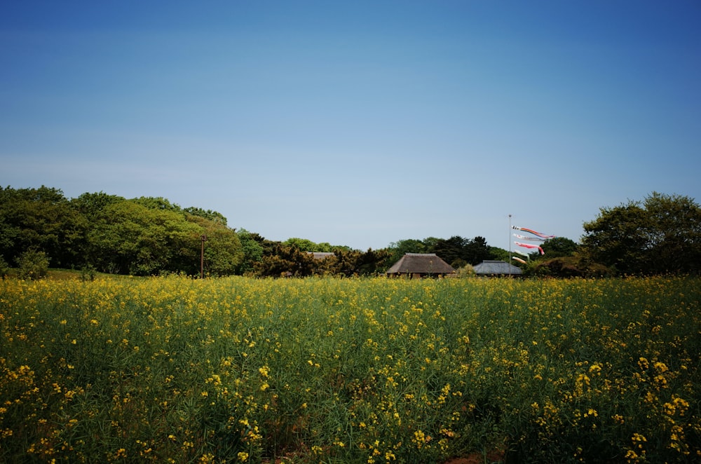 green grass field near house during daytime