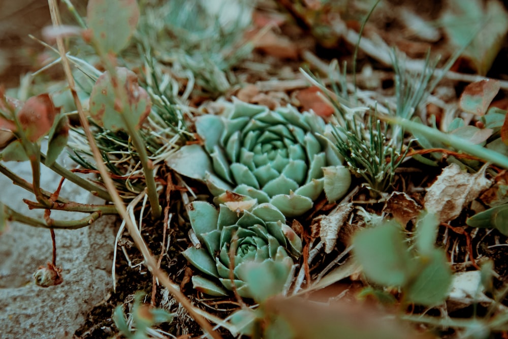 green succulent plant on brown soil