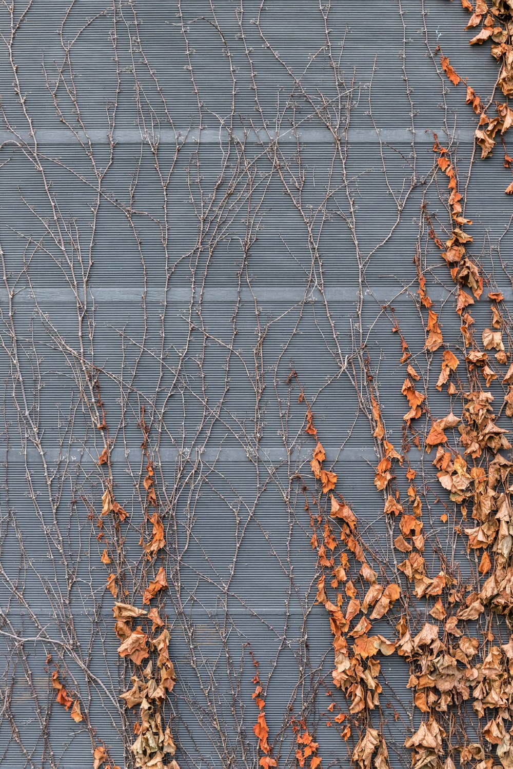 brown dried leaves on water