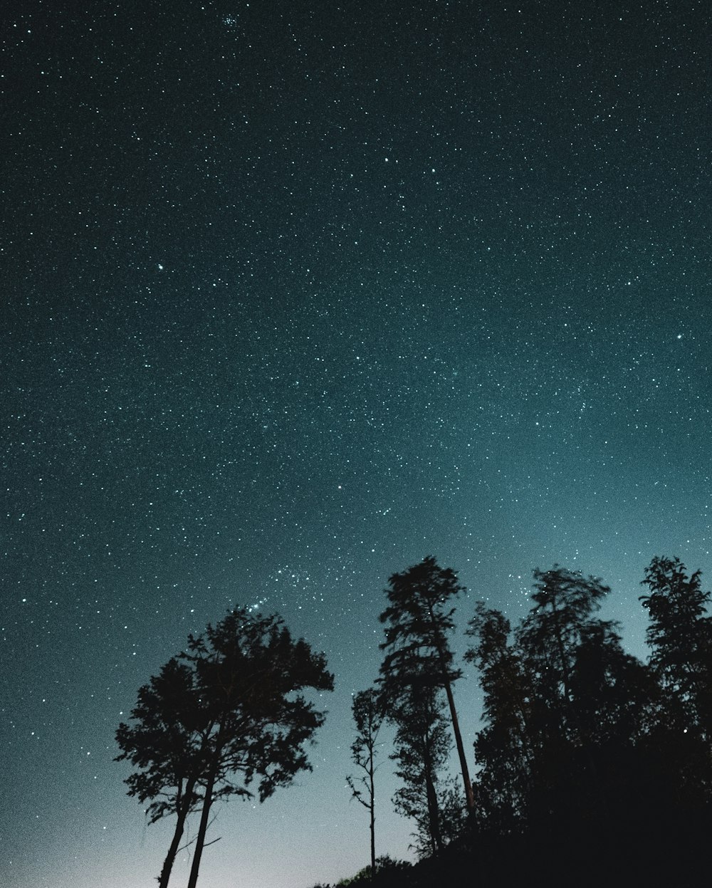 silhouette of trees under blue sky during night time