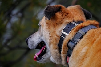 Best Products for GPS & Tracking Collars for Hunting Dogs