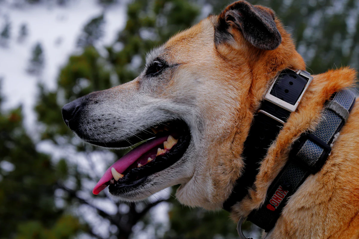 GPS till hund