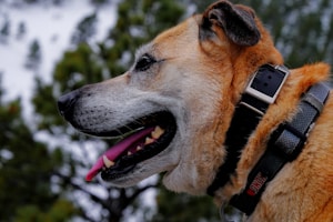 犬用GPSおすすめ