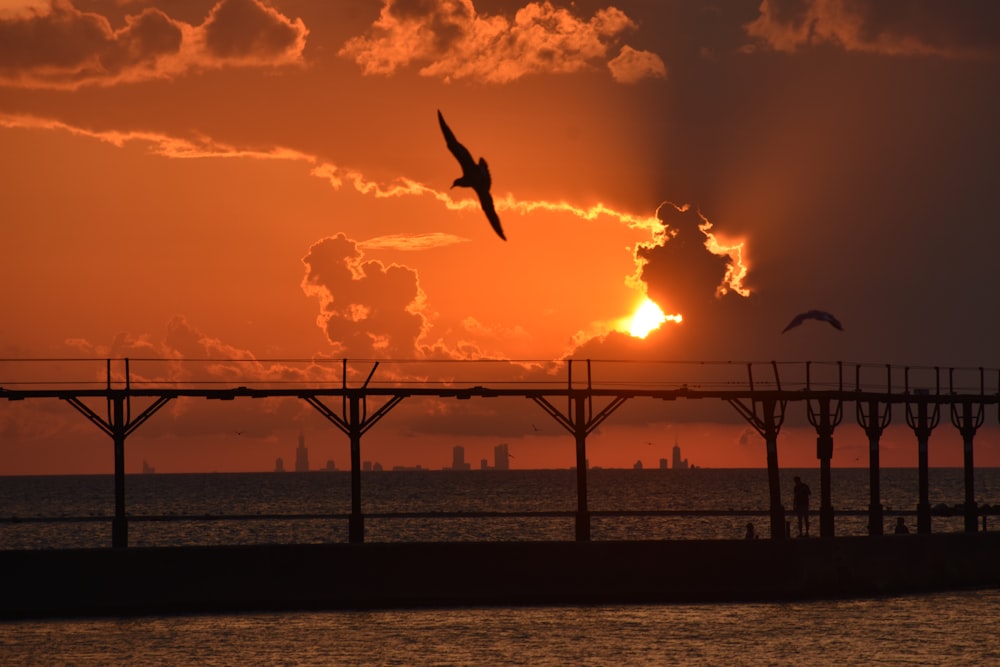 silhouette of bird flying over the sea during sunset