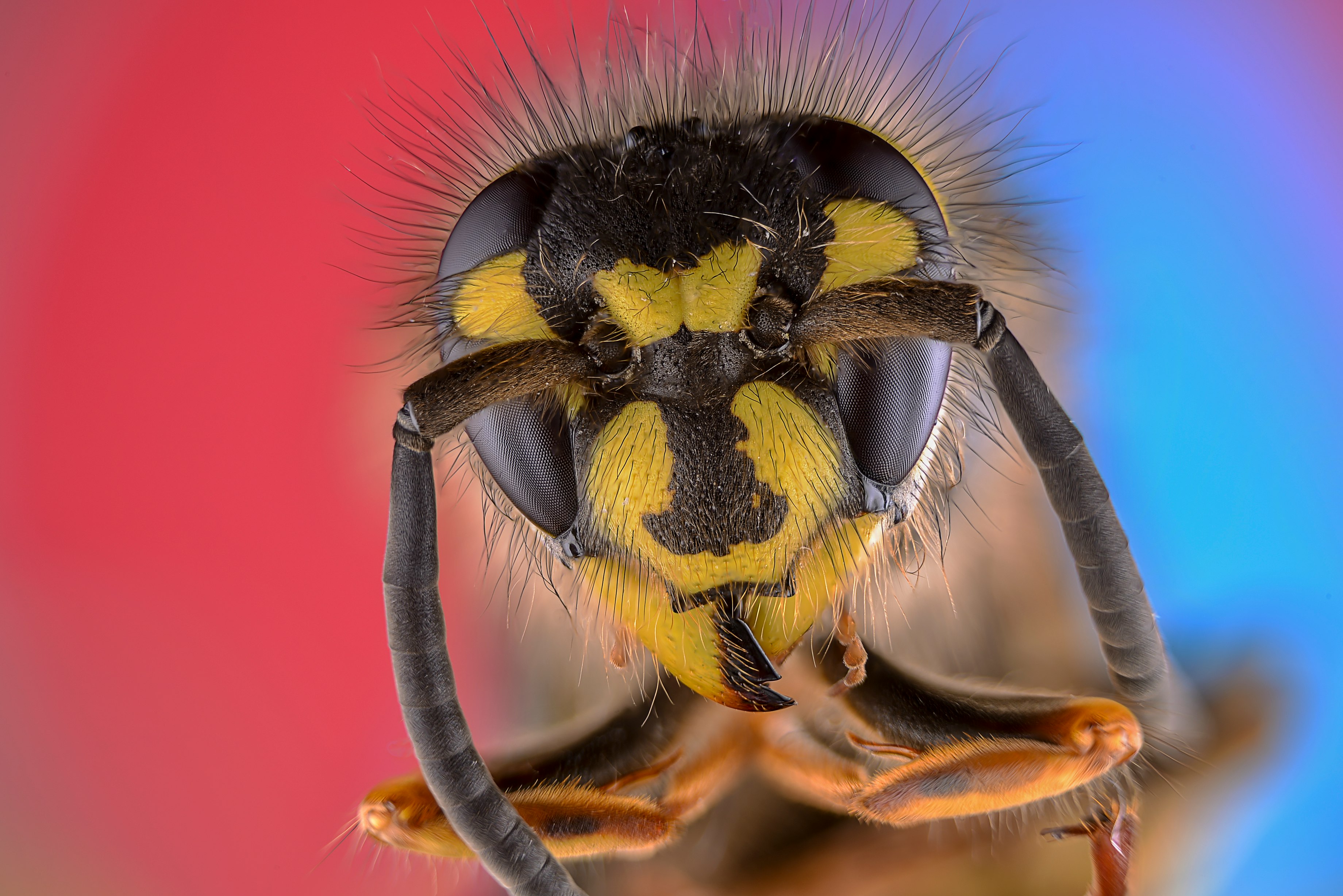 black and yellow bee on brown stem