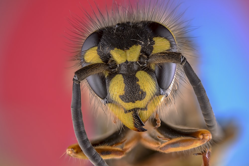 black and yellow bee on brown stem