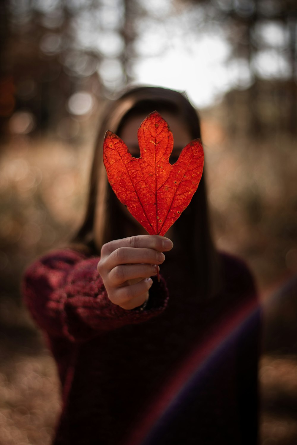 person holding red maple leaf