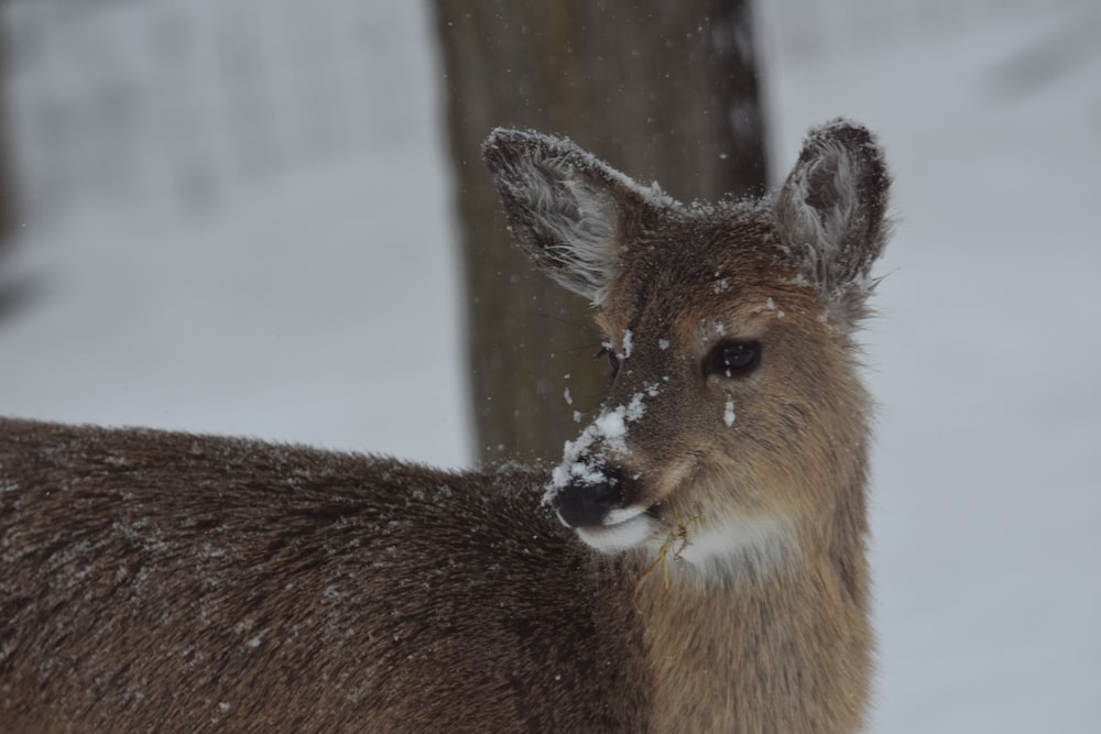 brown deer on snow covered ground during daytime