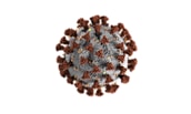 A digitally rendered image of a virus particle with a spherical core and spike-like projections extending outward. The core appears grey with textured detail, while numerous brown projections cover the surface in a symmetrical pattern.