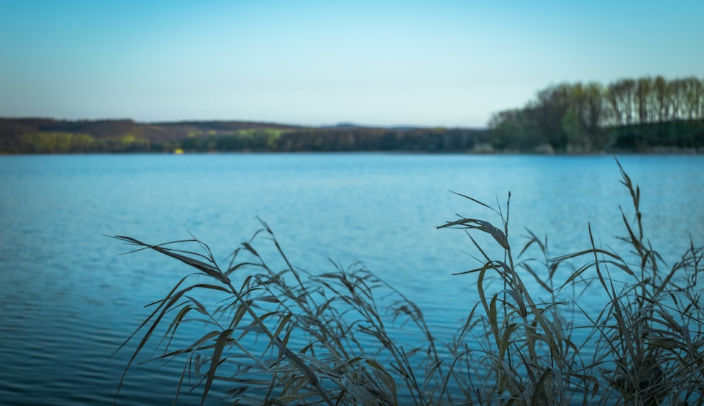 green grass near body of water during daytime