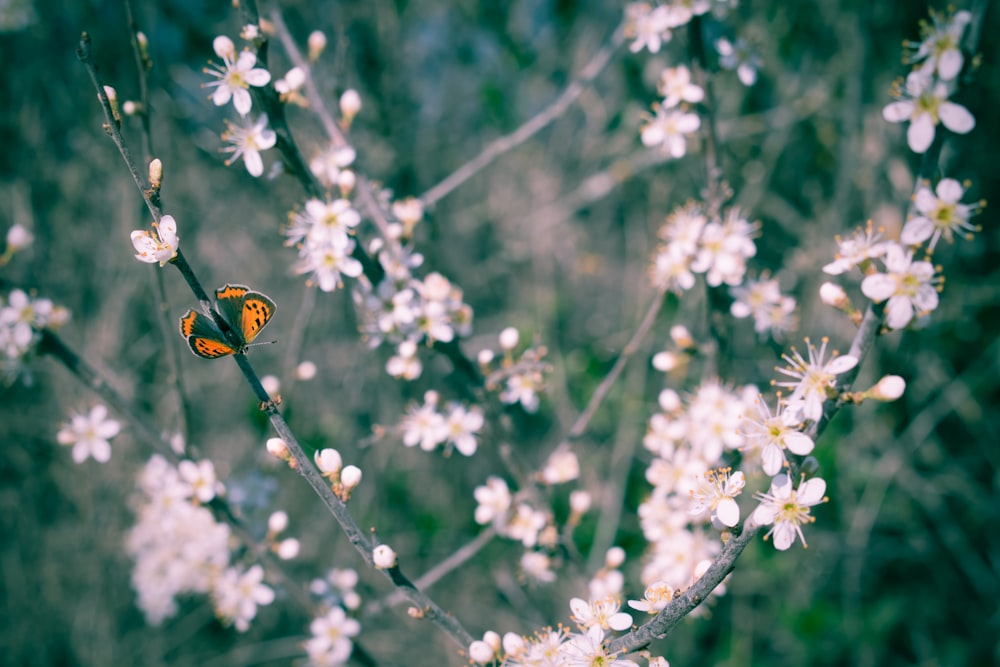 brown and black butterfly perched on white flower in selective focus photography