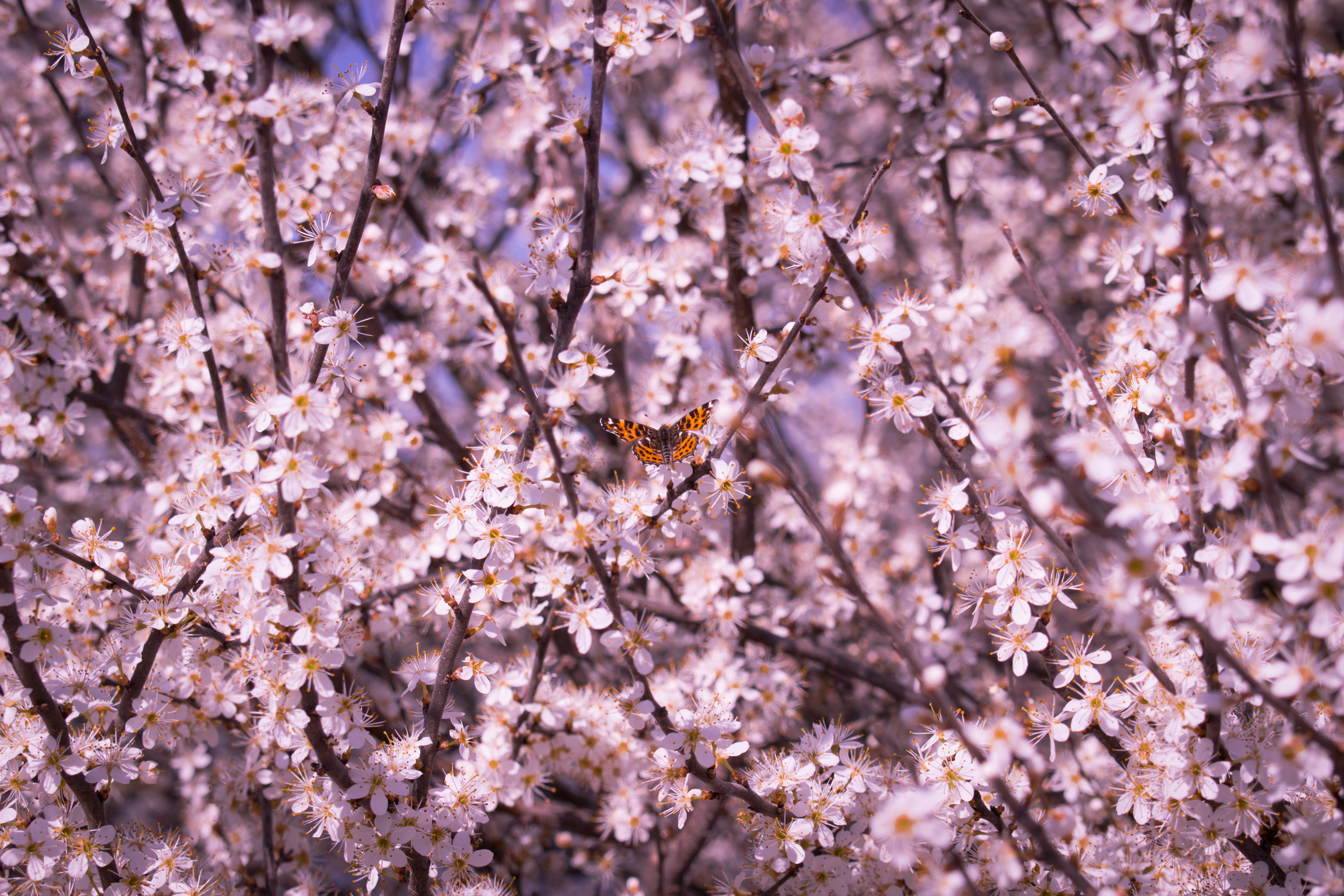 brown and black butterfly on white flower