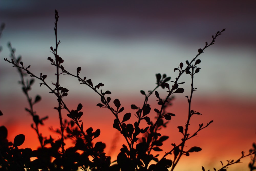 red and black tree branch