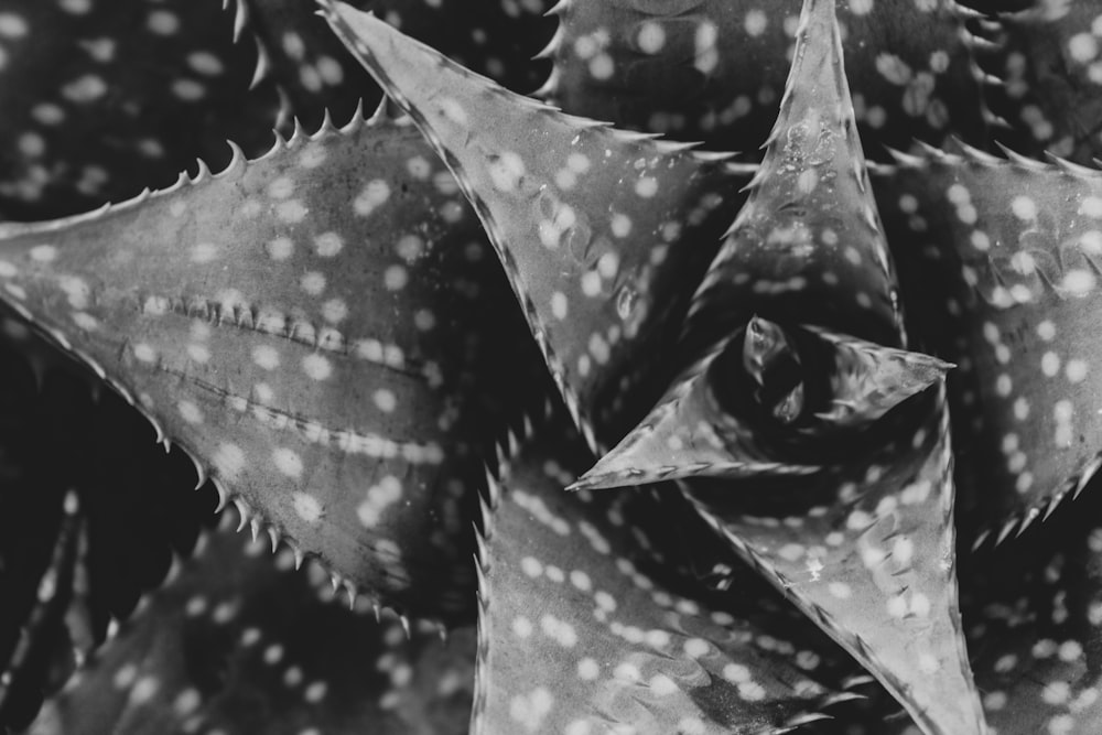 grayscale photo of black and white polka dot umbrella