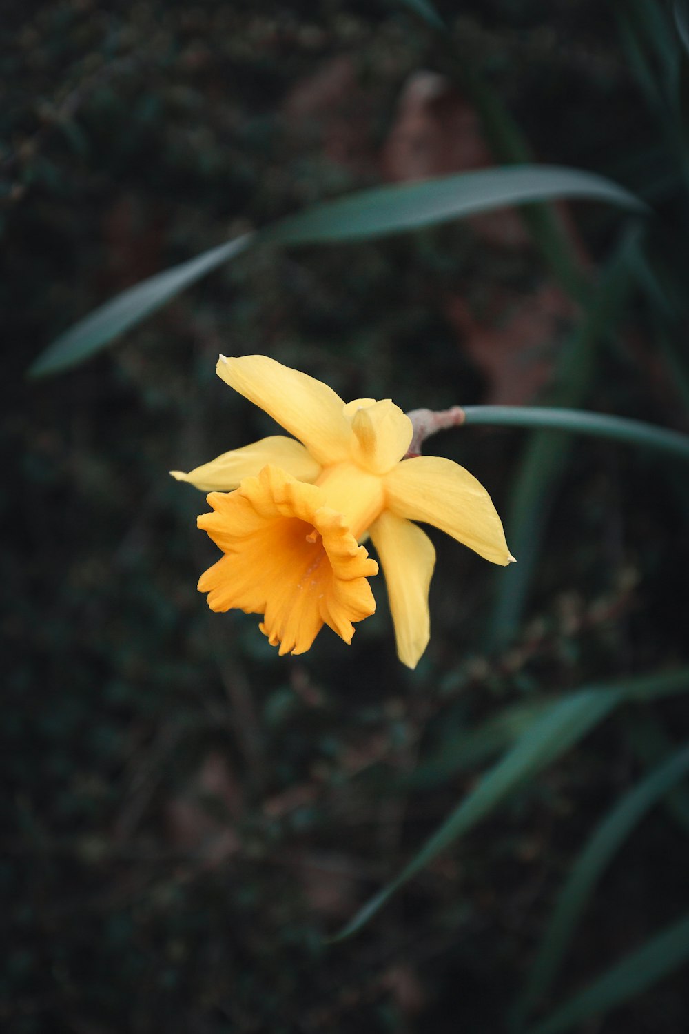 yellow flower in tilt shift lens