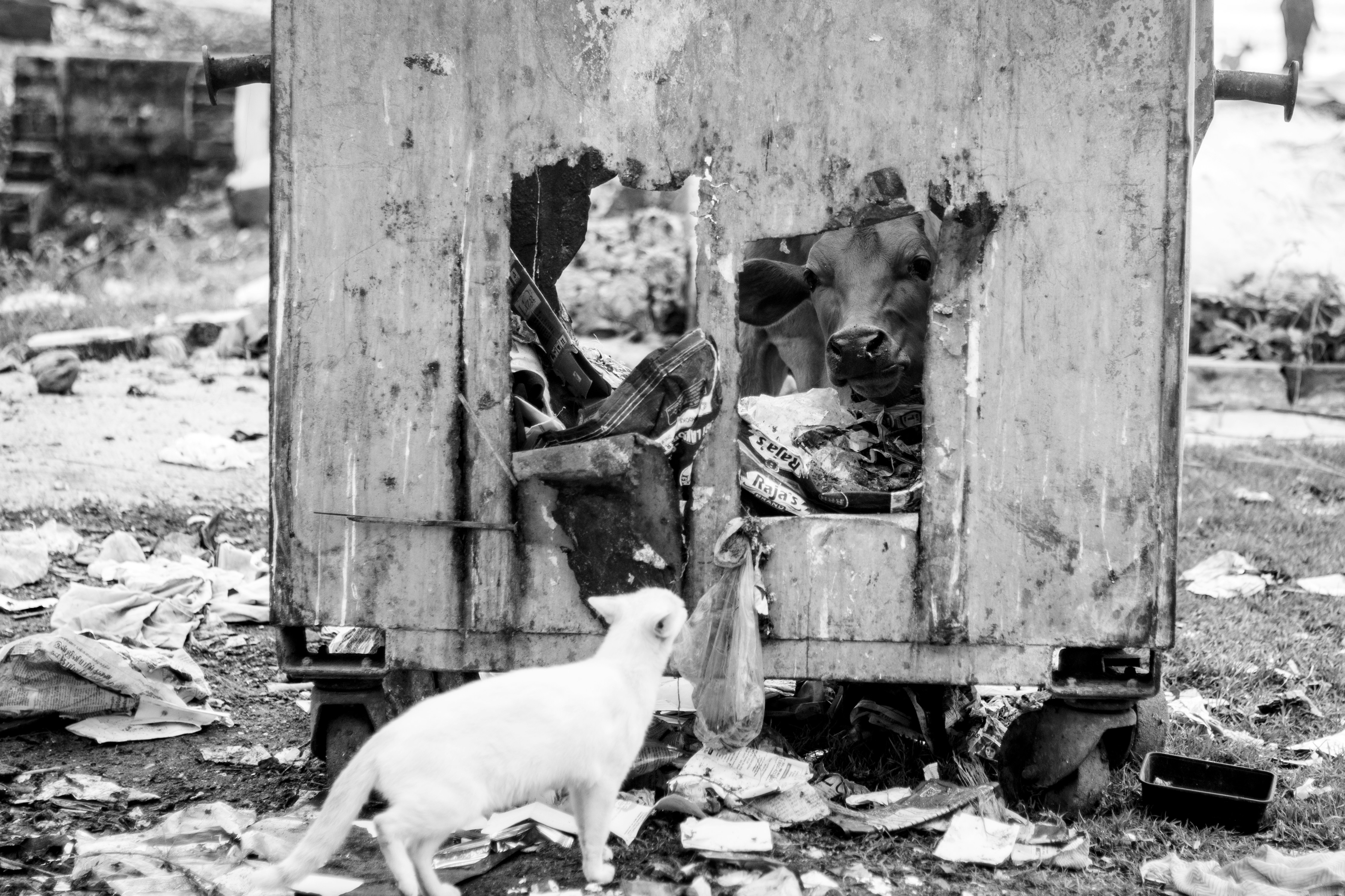 Photo by santhosh_vaithiyanathan