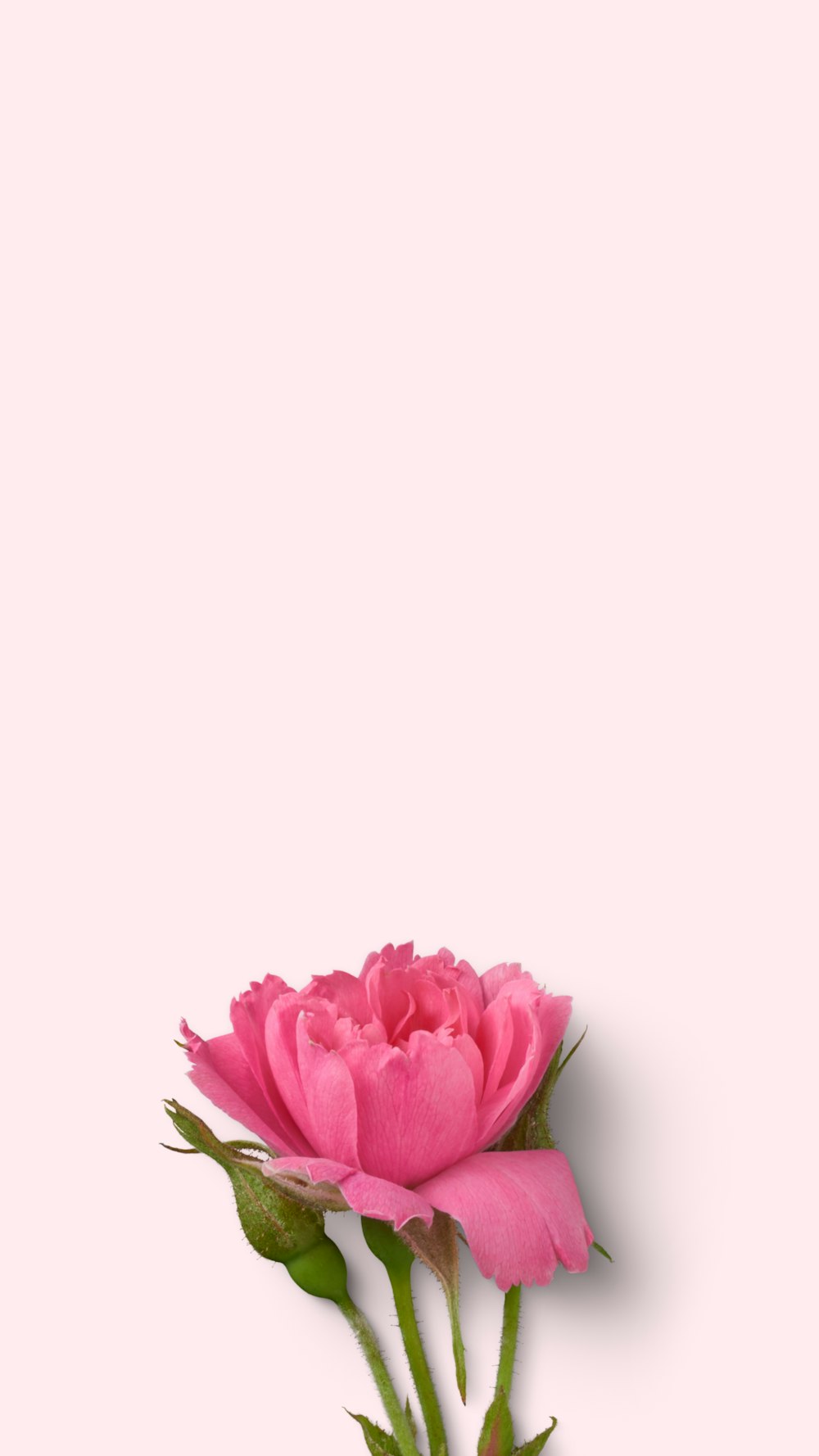 pink flower on white background