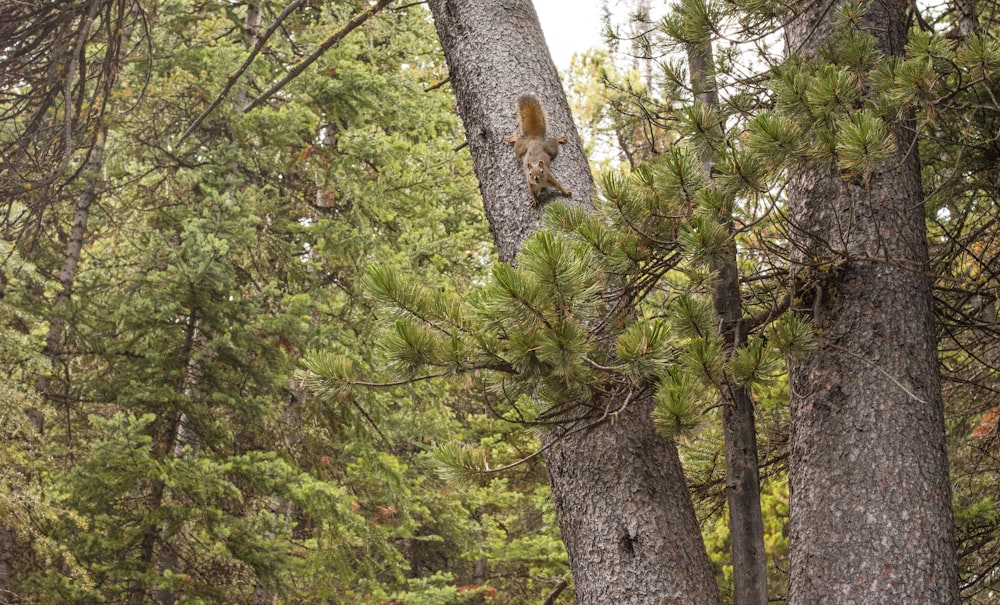 brown squirrel on brown tree