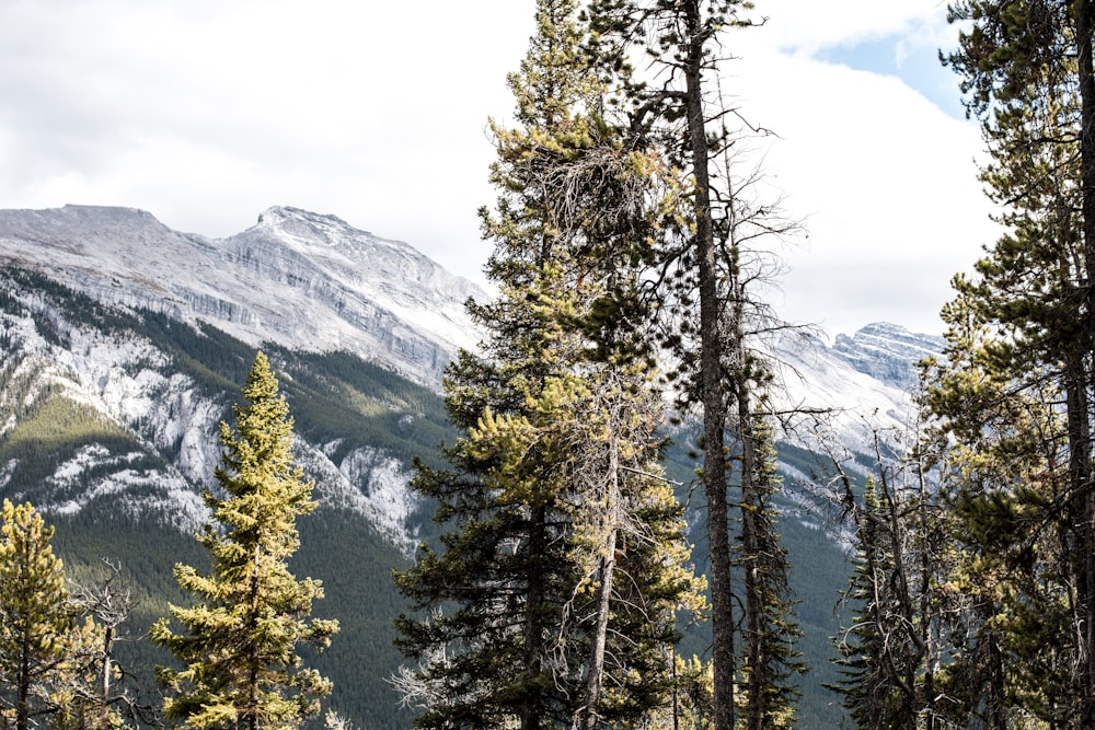 green pine trees near snow covered mountain during daytime