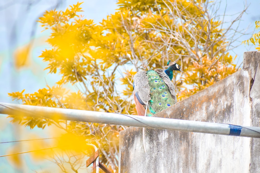 blue green and white peacock on brown wooden stick during daytime