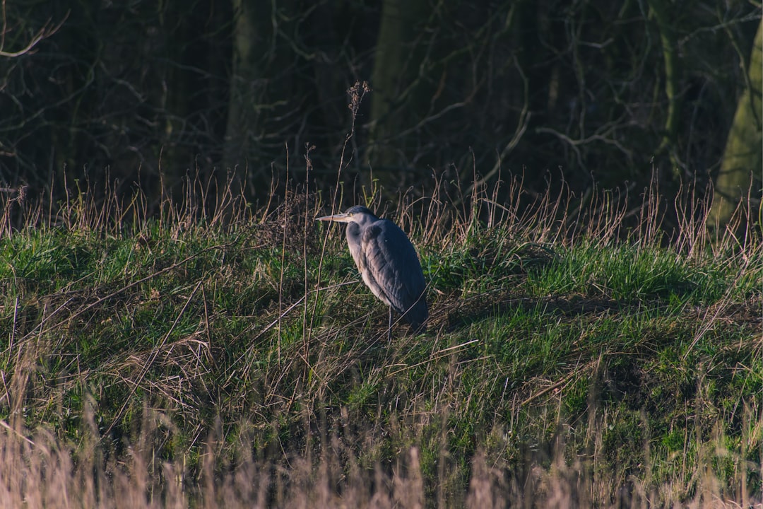 Nature reserve photo spot Delftse Hout Holland