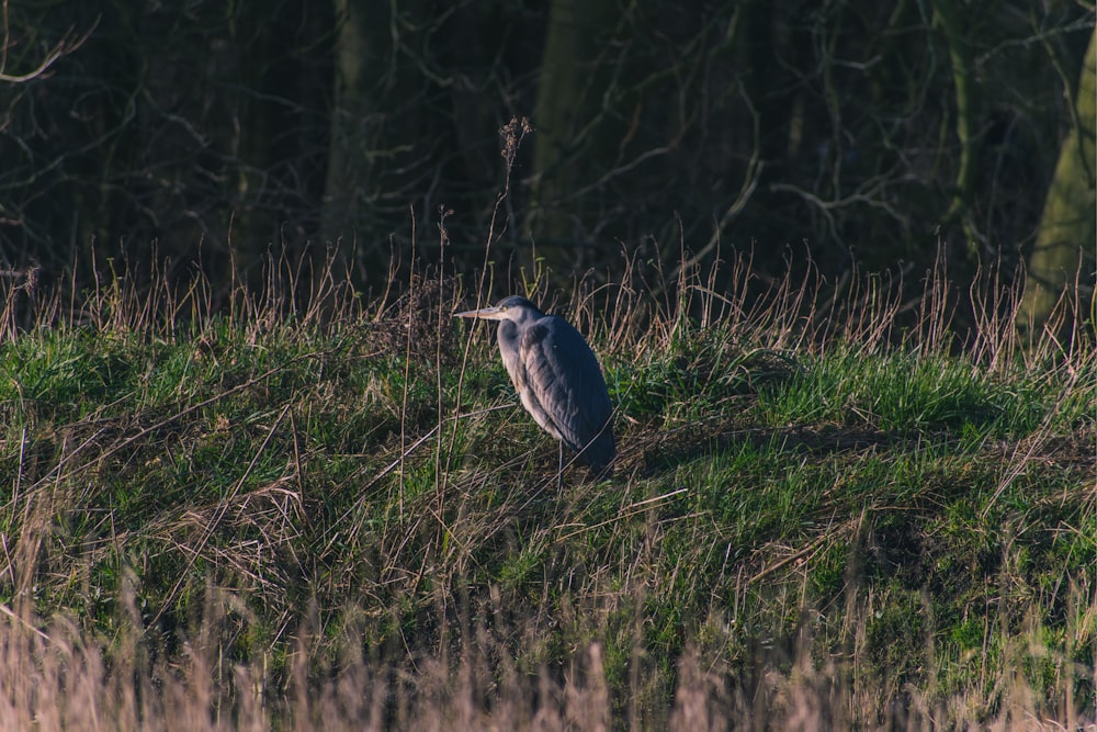 blue bird on green grass during daytime