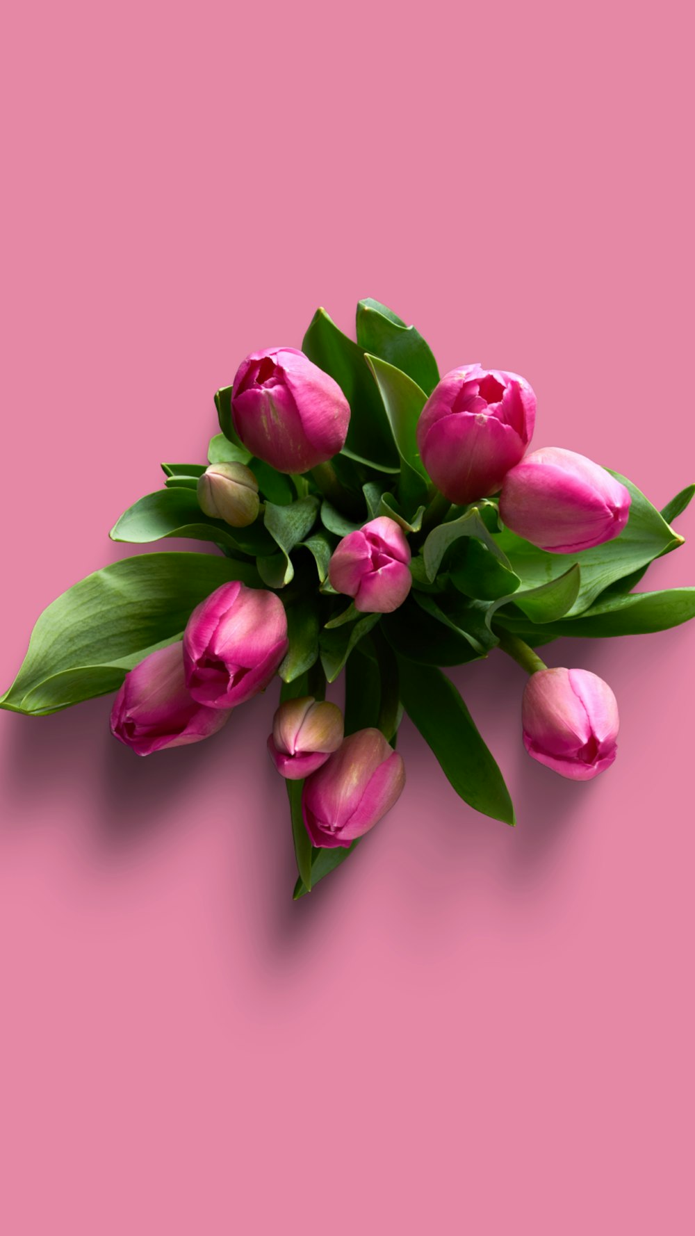 tulipas cor-de-rosa no fundo cor-de-rosa