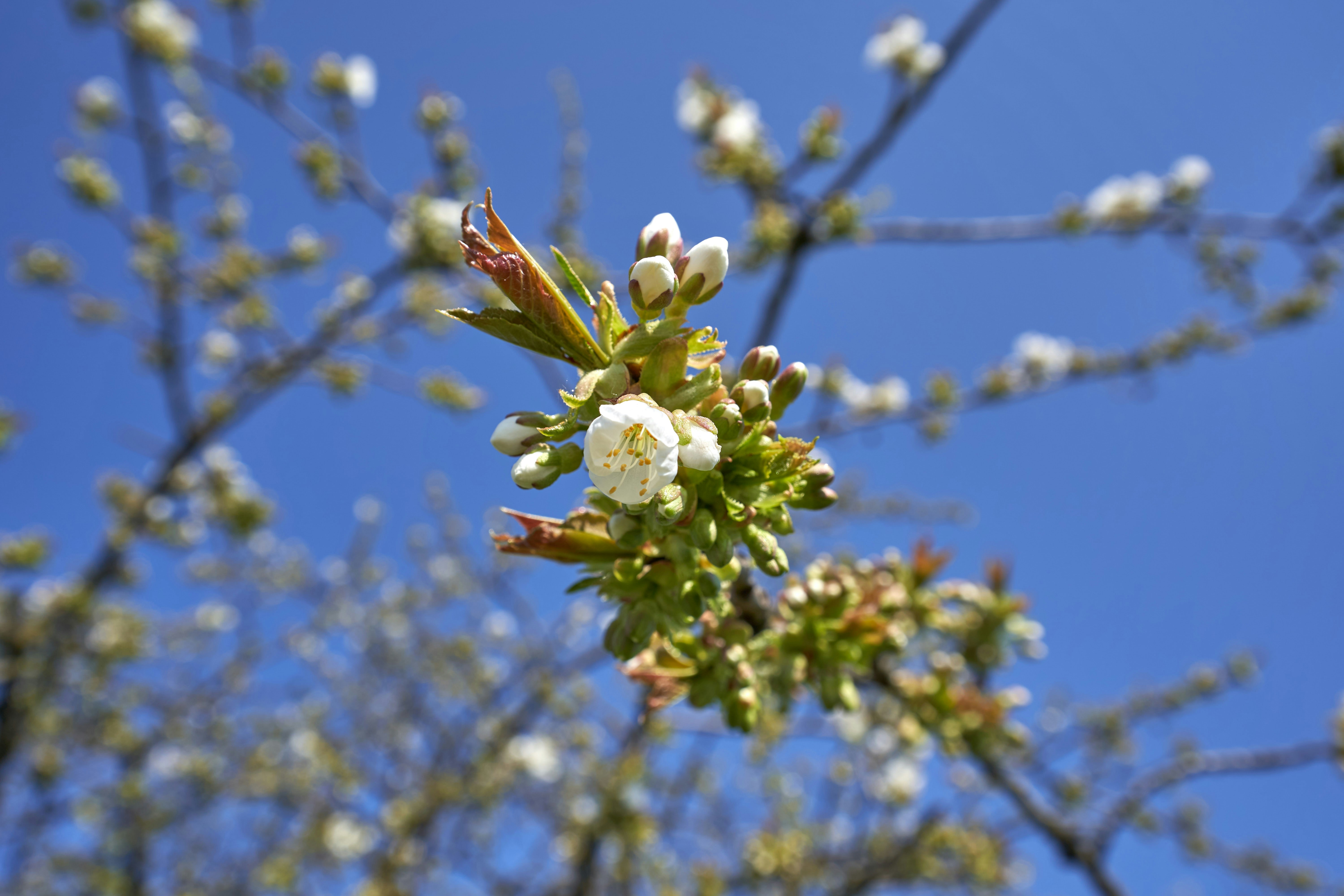 Photo by wolfgang_hasselmann