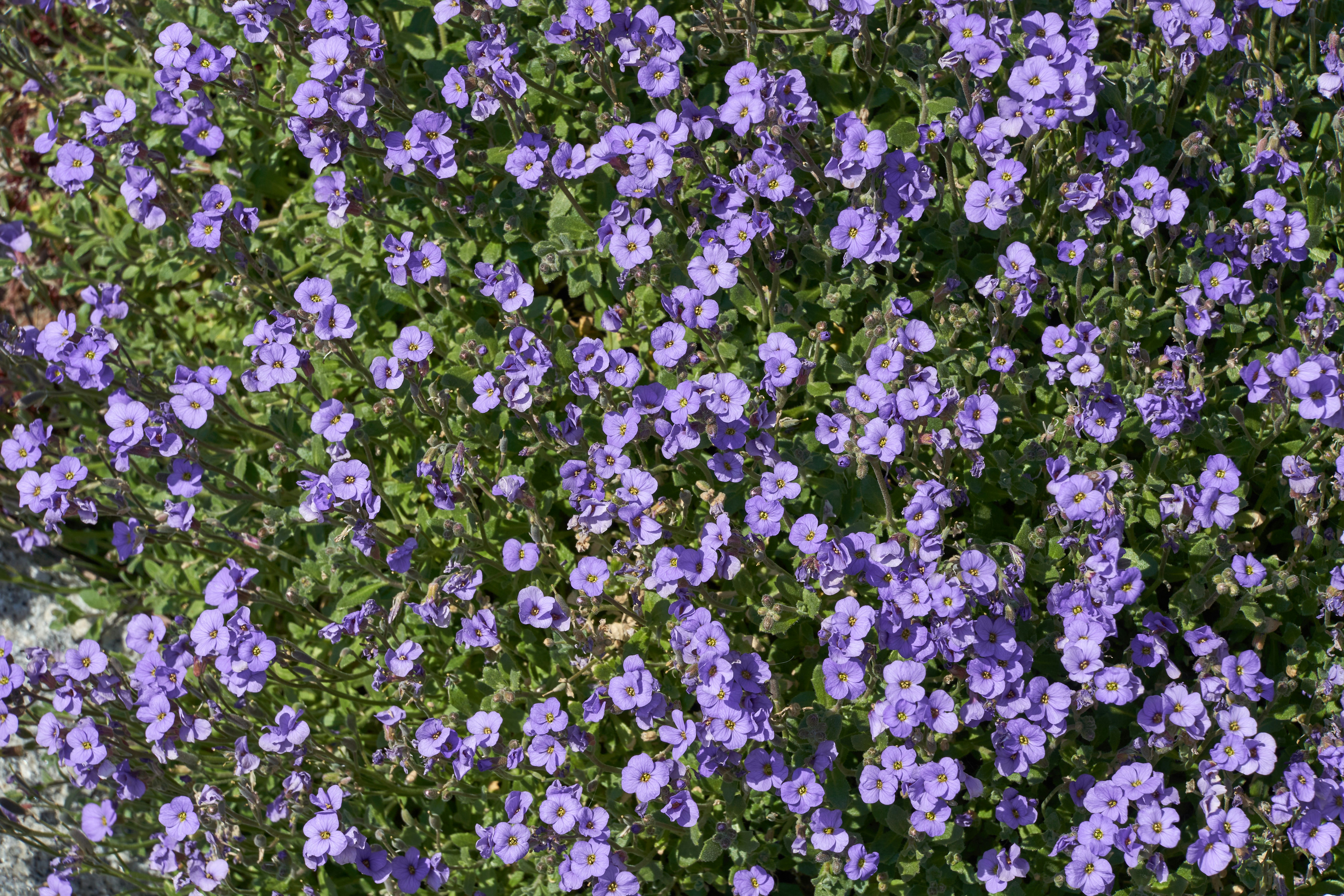 Photo by wolfgang_hasselmann