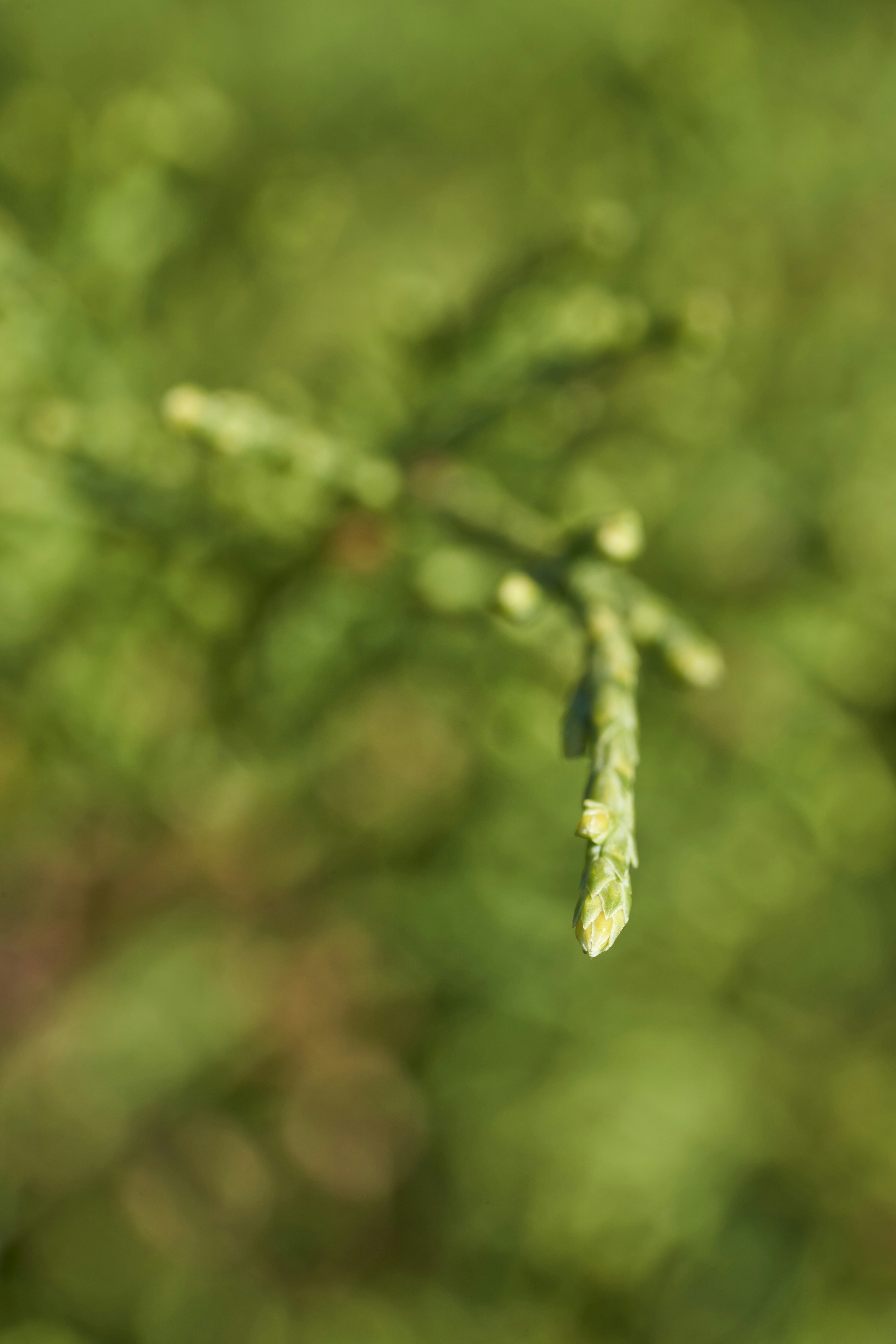 Photo by wolfgang_hasselmann