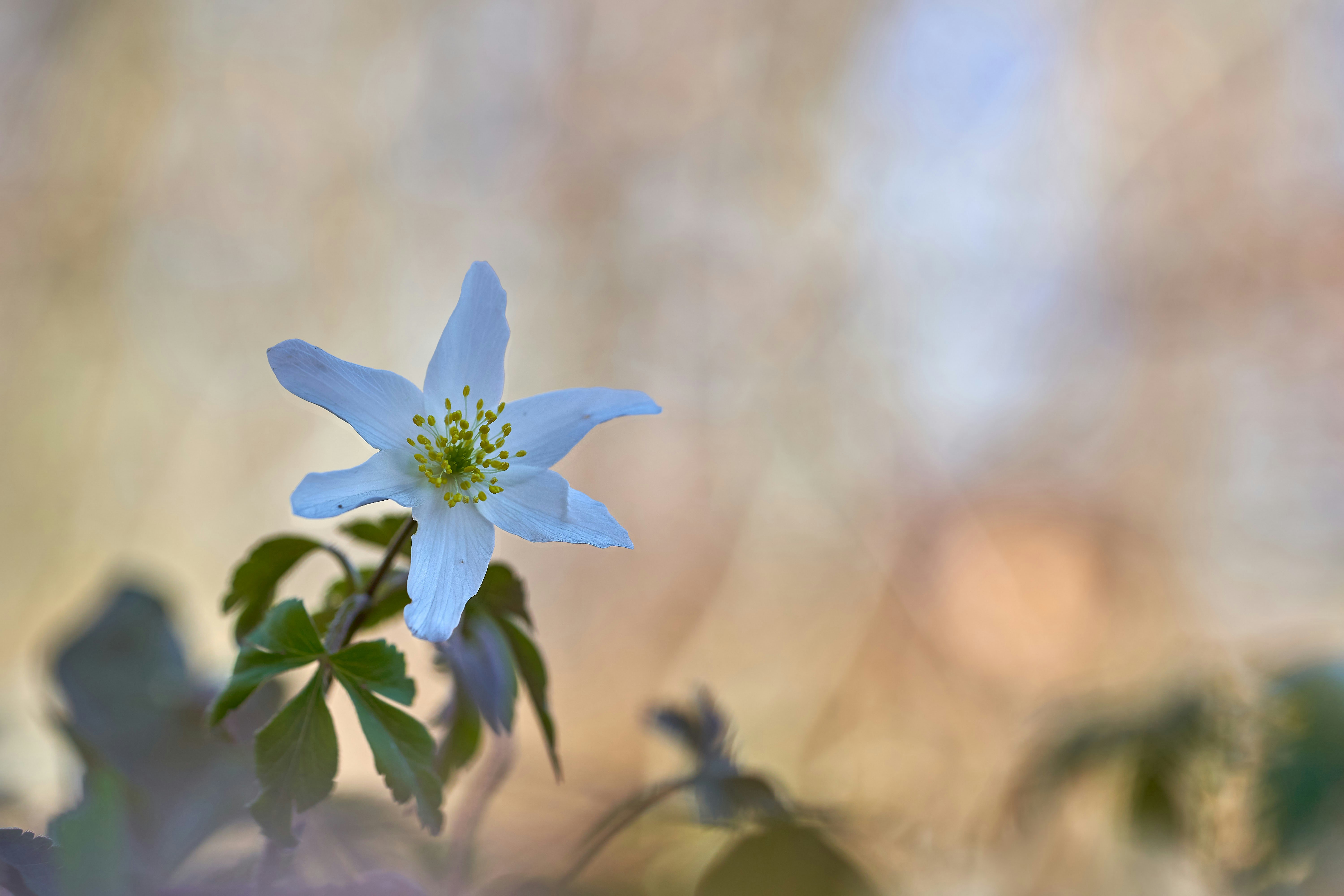 Photo by wolfgang_hasselmann