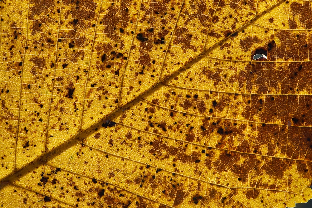 yellow and black leaf print textile