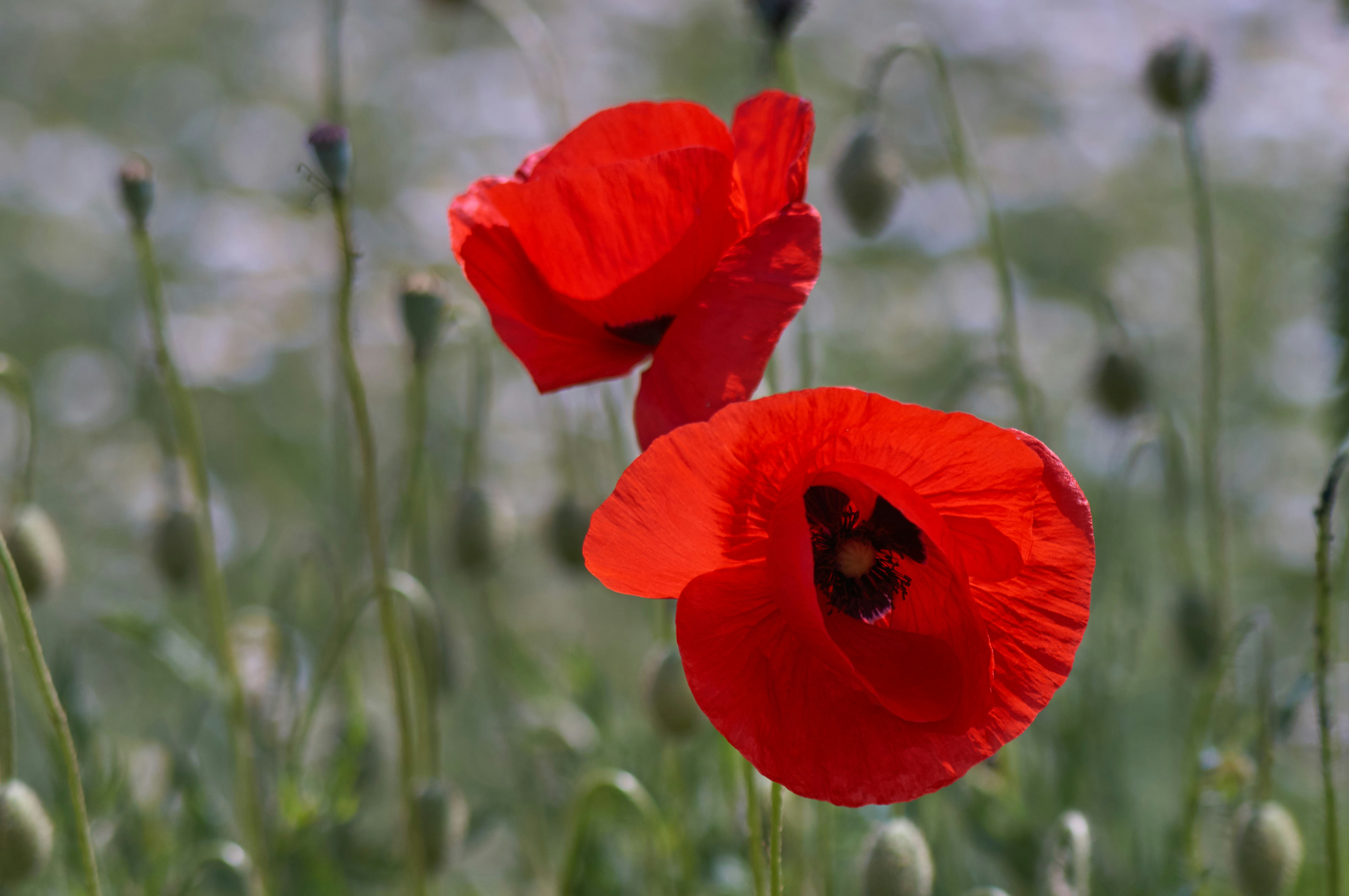 Photo by wolfgang_hasselmann