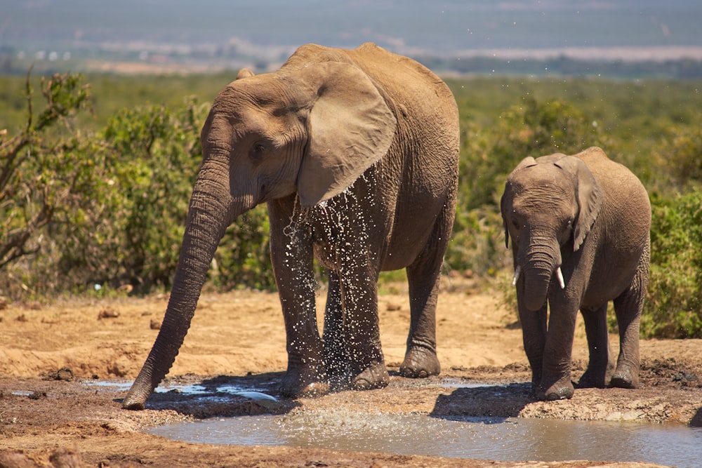 brown elephant walking on water during daytime