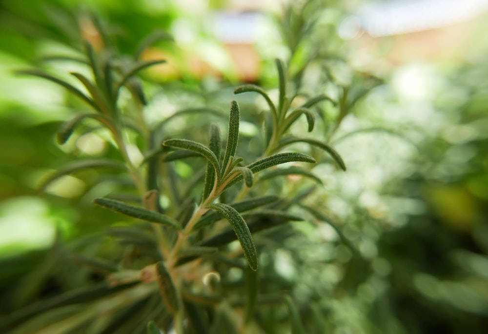 green plant in tilt shift lens