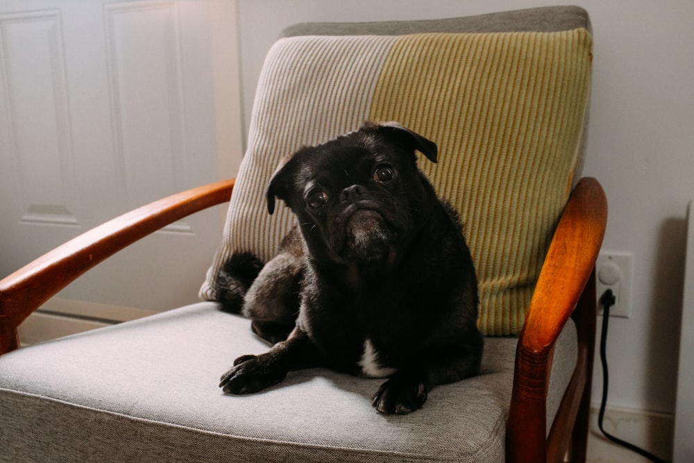 black pug on white and brown chair