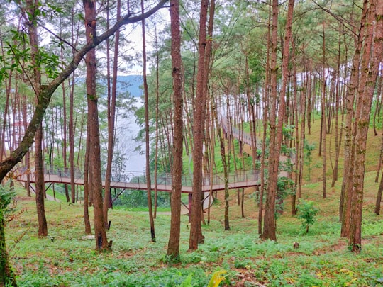 brown trees on green grass field during daytime in Shillong India