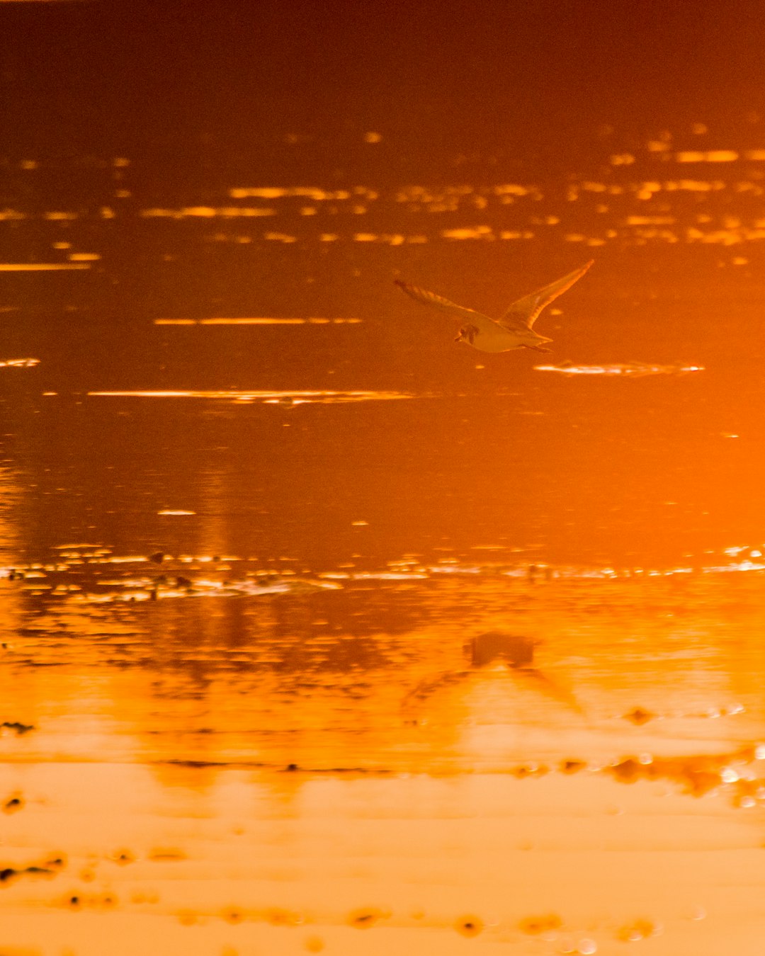silhouette of bird flying over the water during sunset