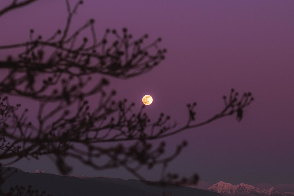 silhouette of tree during night time