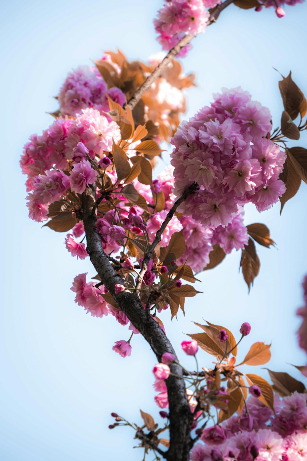 Ein Baum mit vielen rosa Blüten darauf