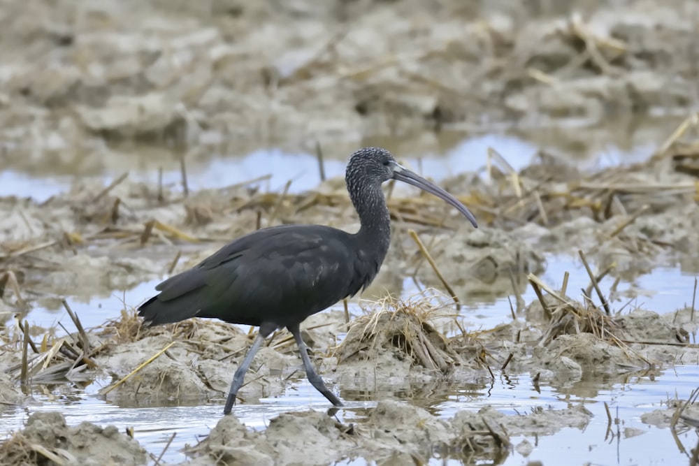 black stork on brown grass during daytime