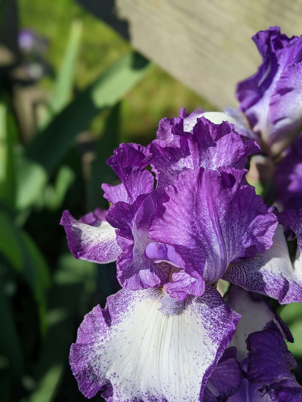 purple and white flower in macro shot