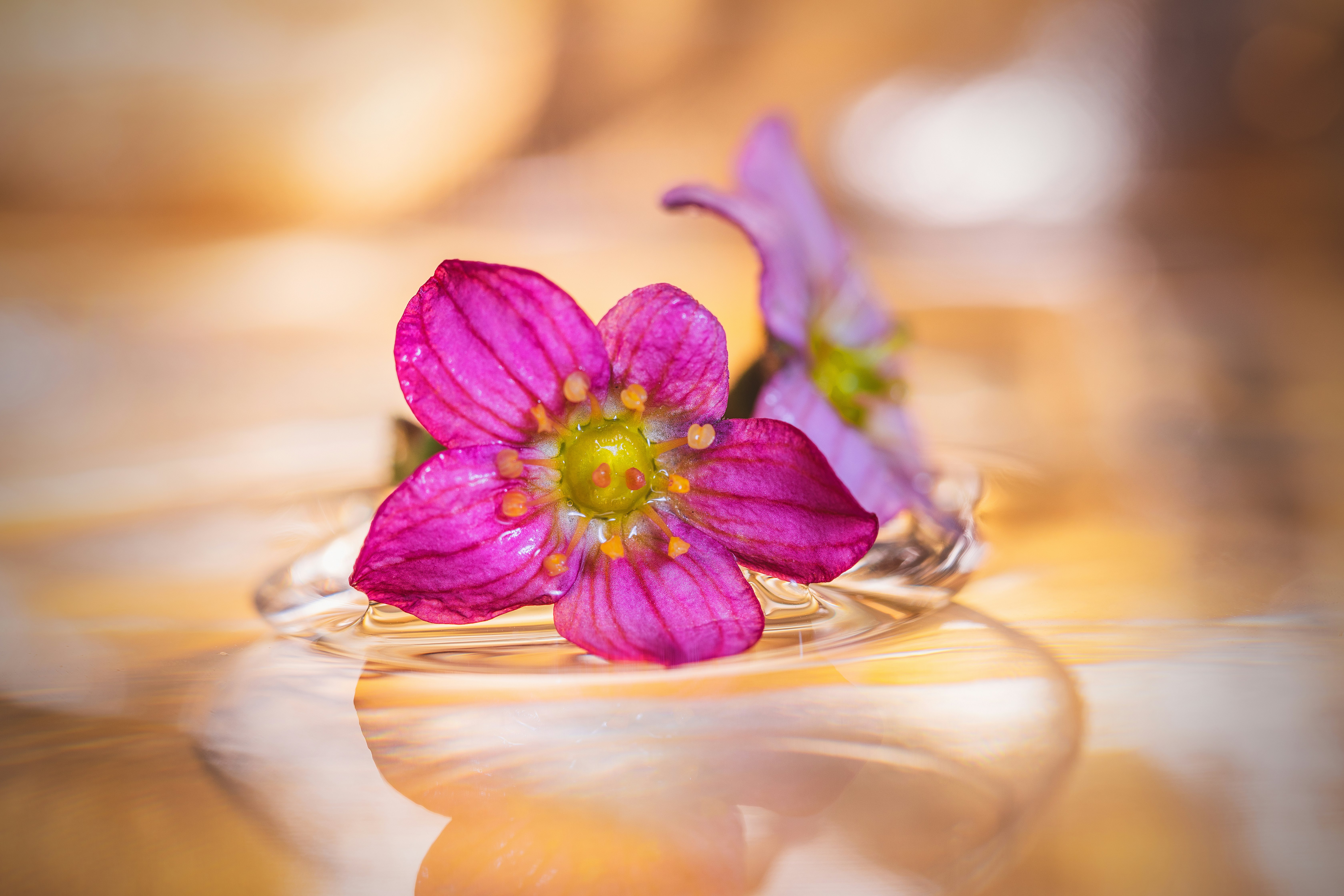 purple flower on clear glass vase